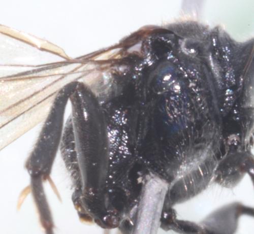 Mimumesa dahlbomi